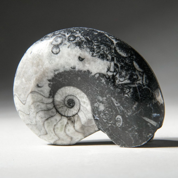 Fossil genuine deals